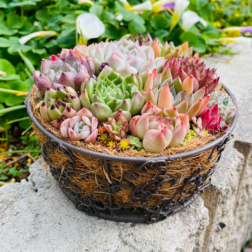 かわいいバスケット❤︎多肉植物寄せ植えそのまま飾れる❤︎エケベリア