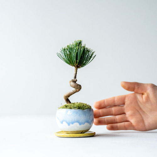 銀八房五葉松｜Limited color 盆栽 Sekibokka 通販 15055621｜Creema