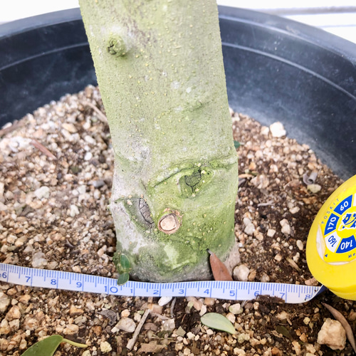 幹極太 オリーブの木 ルッカ SOUJU 8号 その他インテリア雑貨 PLANTS