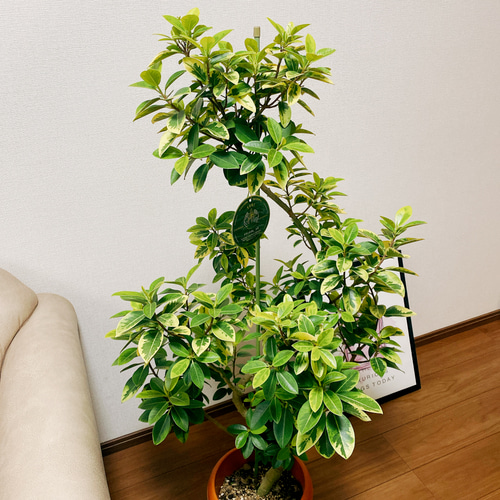 現品］【希少】1番 フランスゴムノキ ユキ 8号 観葉植物 室内 大型