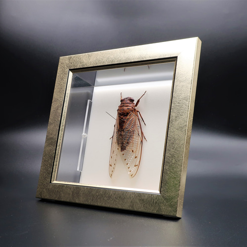 驚大蝉◇テイオウゼミ◇ ライトフレーム 昆虫の標本 その他アート lis