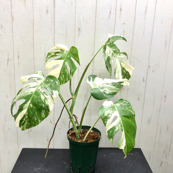 状態良好 斑入り モンステラ ボルシギアナ ホワイトタイガー 1 その他