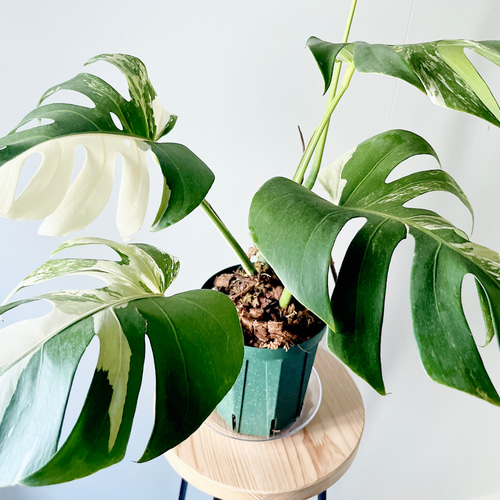 601. 希少 斑入り モンステラ ホワイトタイガー 5号鉢 多肉植物 calm