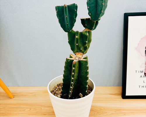 5b3b62cc21c6deb5cff4b9251b3b5b