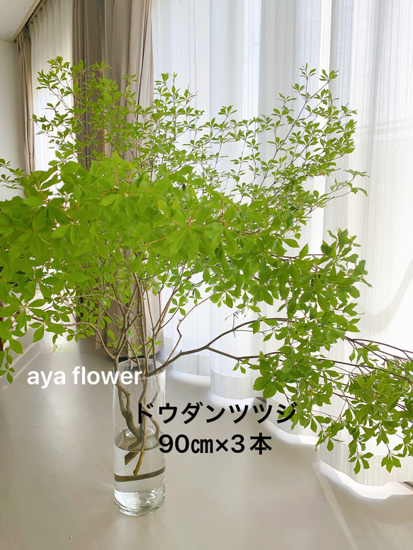 ドウダンツツジ 枝物 インテリア フレッシュグリーン 生花 無農薬 ヤマ