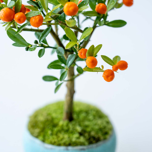 キンズ（金豆）｜青緑のうつわ 盆栽 Sekibokka 通販 17146913｜Creema