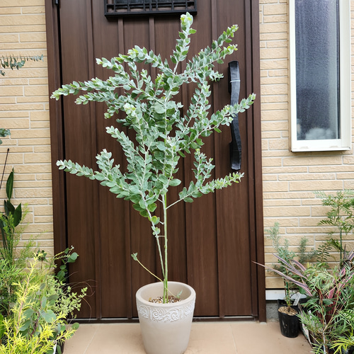 可愛い❤️パールアカシア テラコッタ鉢植え ミモザ カラーリーフ