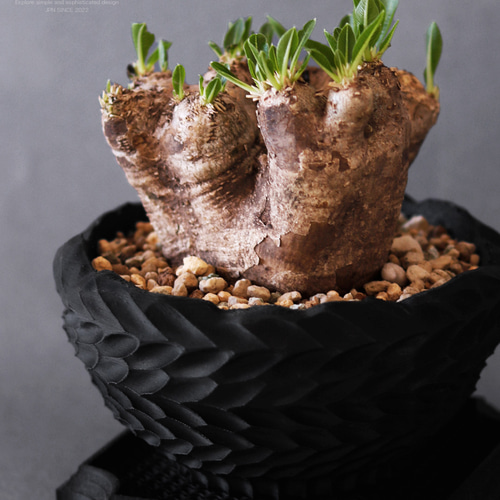 塊根植物 鉢 Adv-045 (130×70) 植木鉢 おしゃれ 多肉 観葉 塊根 室内