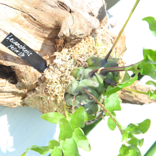 Lecanopteris sp. 'Yellow Tip'】レカノプテリス・イエローチップ No