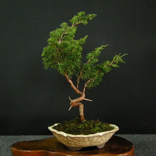 ☆ENGEI ichioki☆真柏・小品盆栽・02☆人気盆栽樹・形良好です