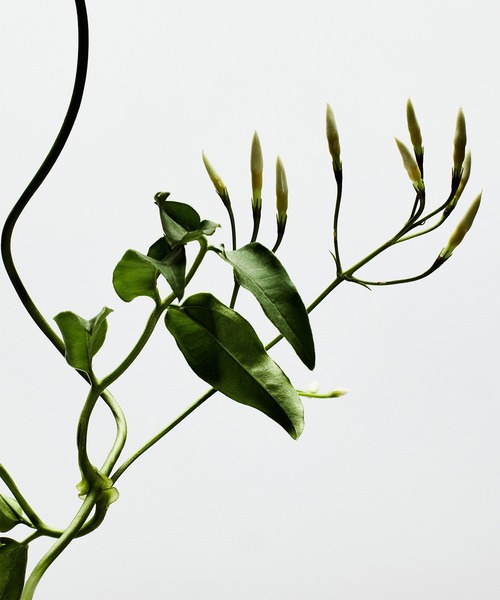 オードゥ パルファン “ロエベ 001 ウーマン”（50mL）（香水