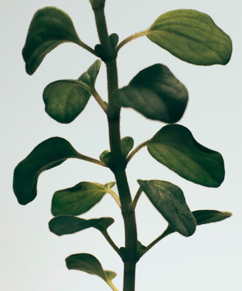 ロエベ キャンドル オレガノ S（キャンドル）｜LOEWE Perfumes