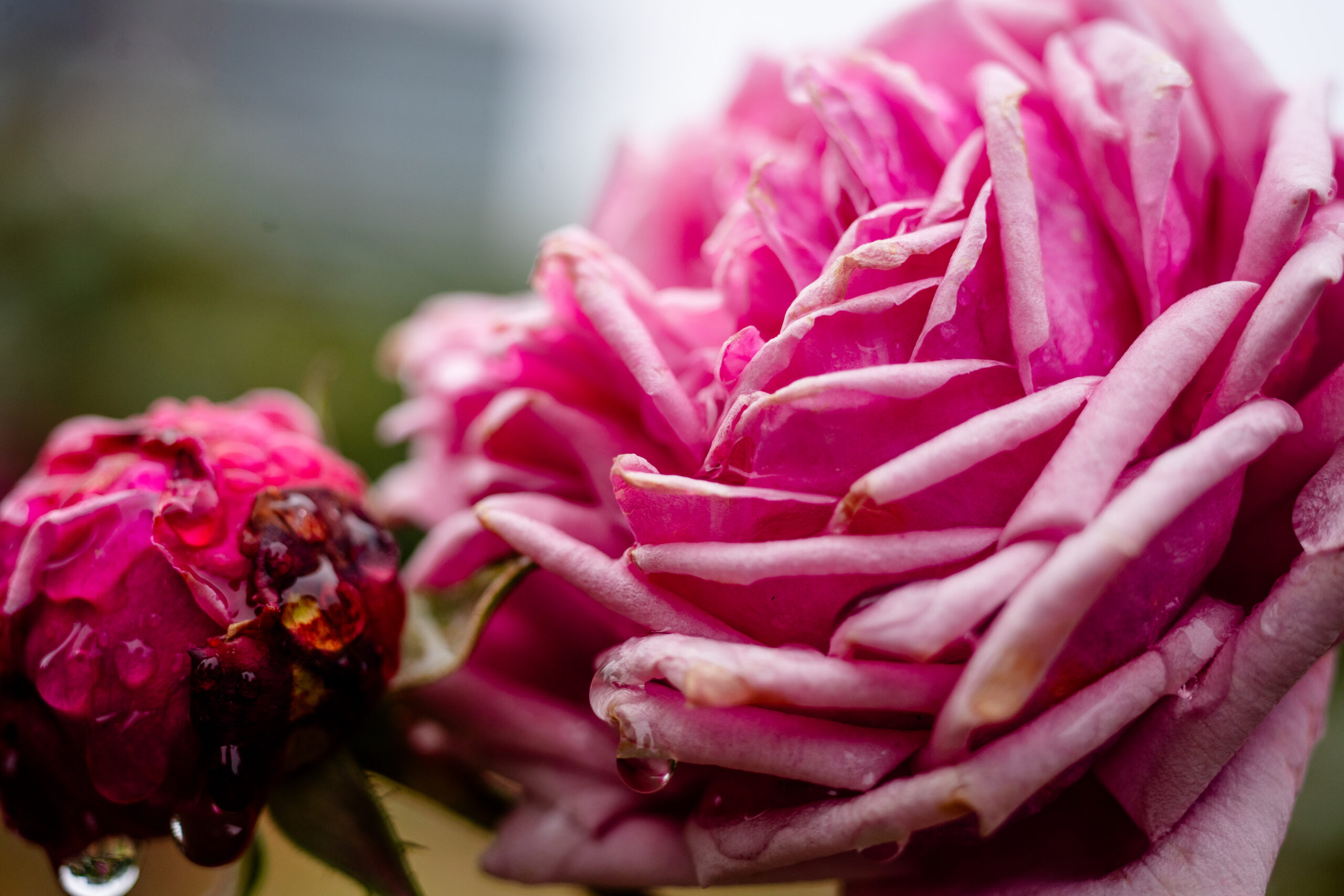 作例&レビュー】Super-Multi-Coated MACRO-TAKUMAR 50mm F4 標準から