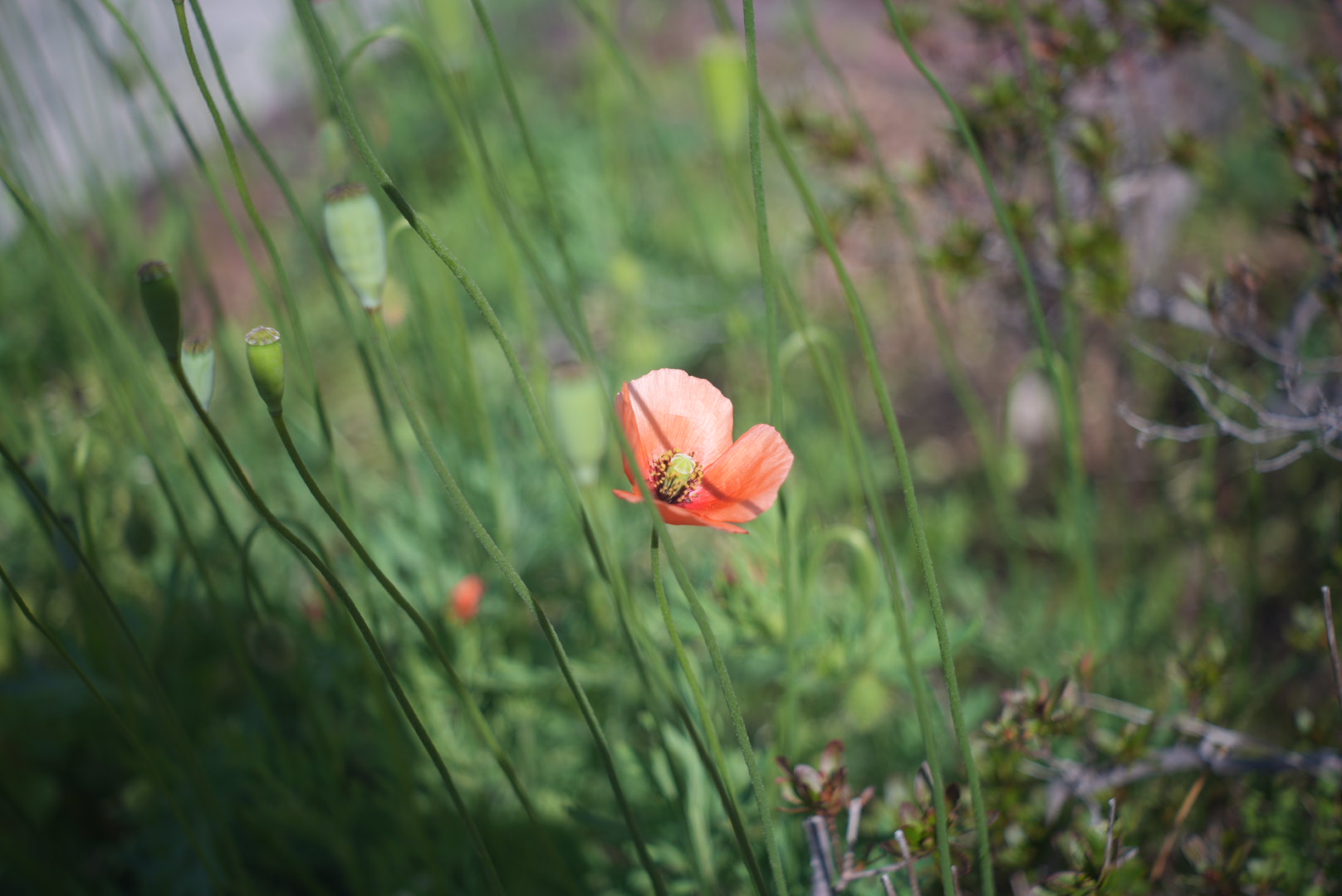 元祖 標準レンズ Leica Elmar 50mm f3.5 が良く写る｜レビュー＆作例