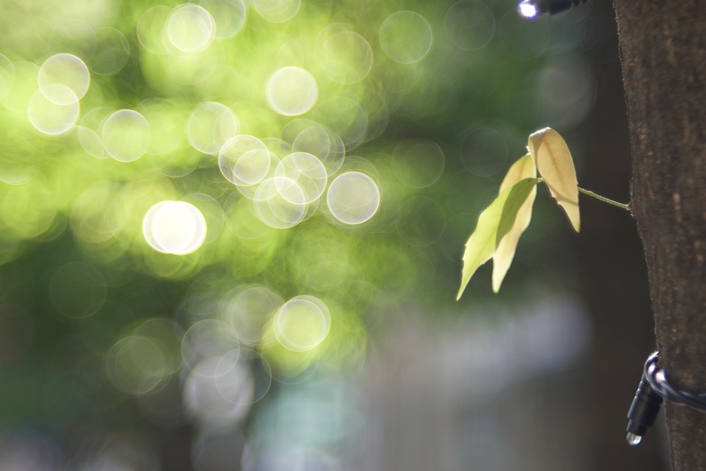 バブルボケでいこう！FUJINON 55mm F2.2｜レビュー＆作例 - くららの