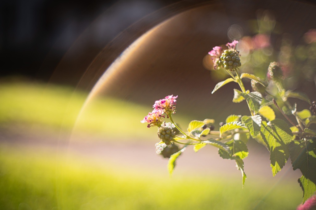 明るい方のタクマー。Super-Takumar 50mm f1.4｜レビュー＆見分け方