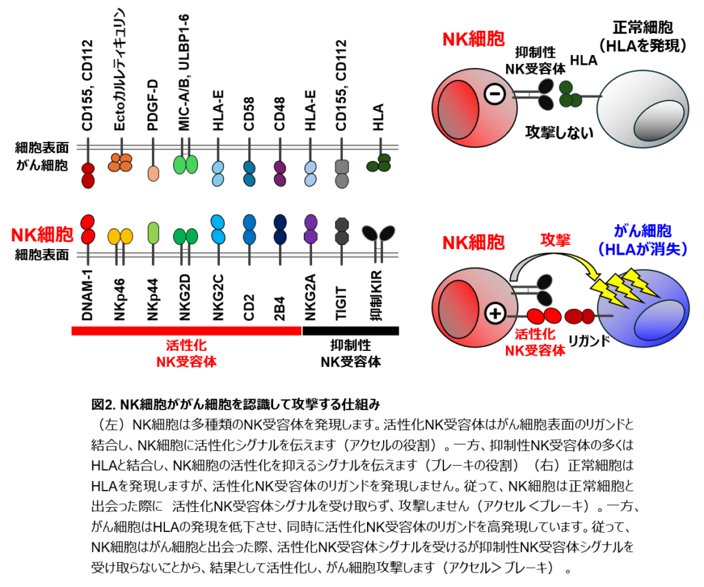 腫瘍免疫応答研究分野 – 愛知県がんセンター