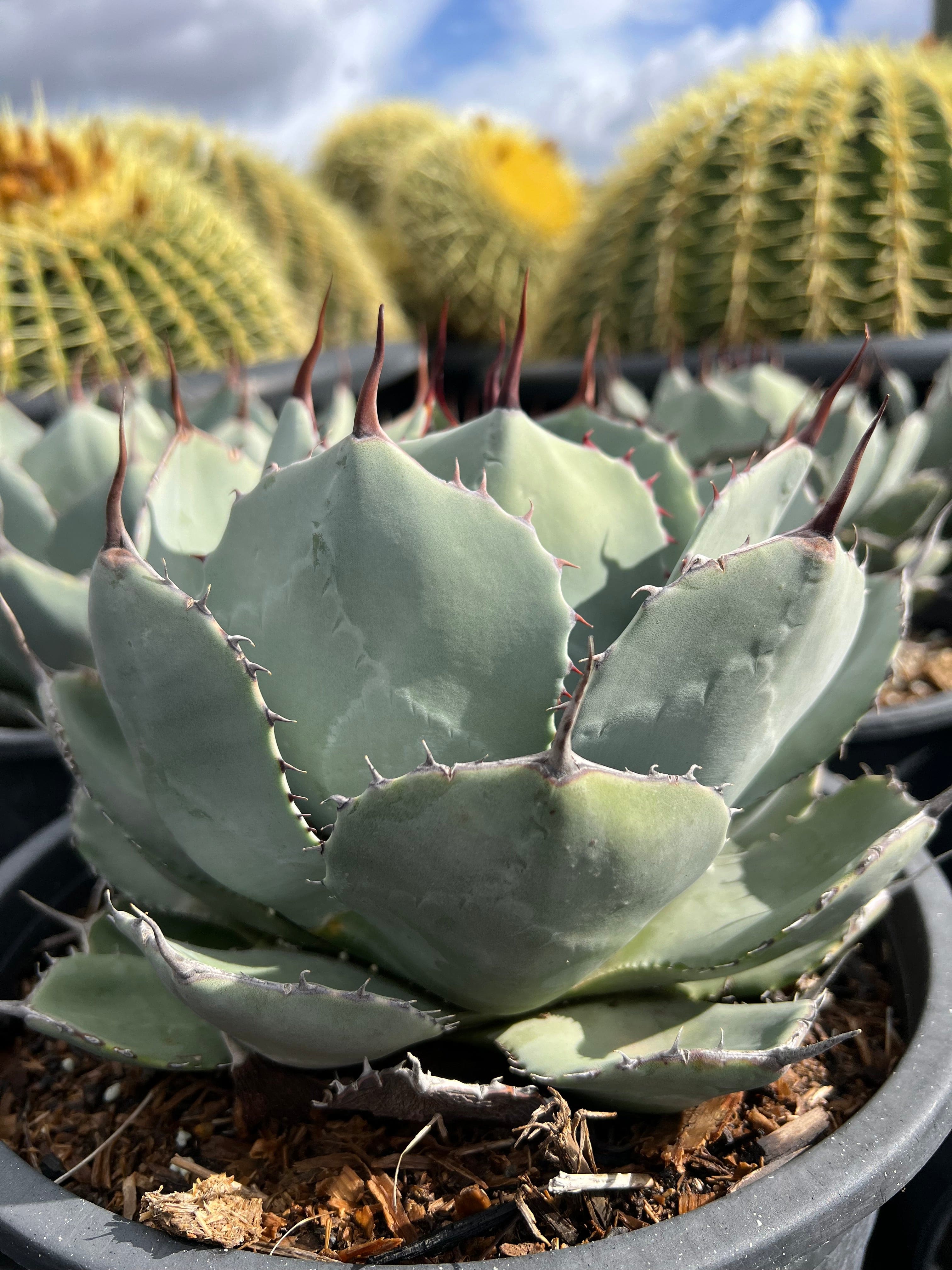 Artichoke Agave - Agave parryi – CactusWarehouse