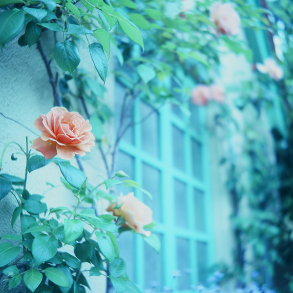 雨樹一期のトイカメラの教科書 第17回「2012年 月別セレクション