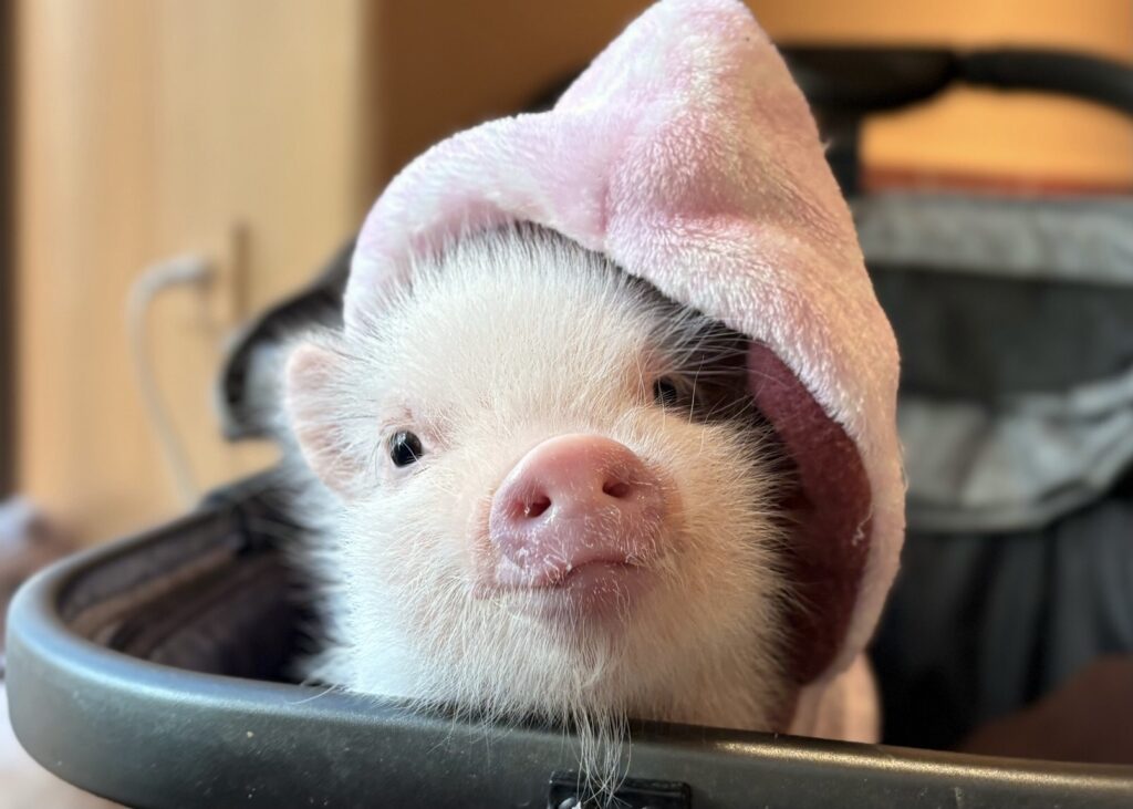 代々木公園店 pigちゃん一覧 - pignic cafe