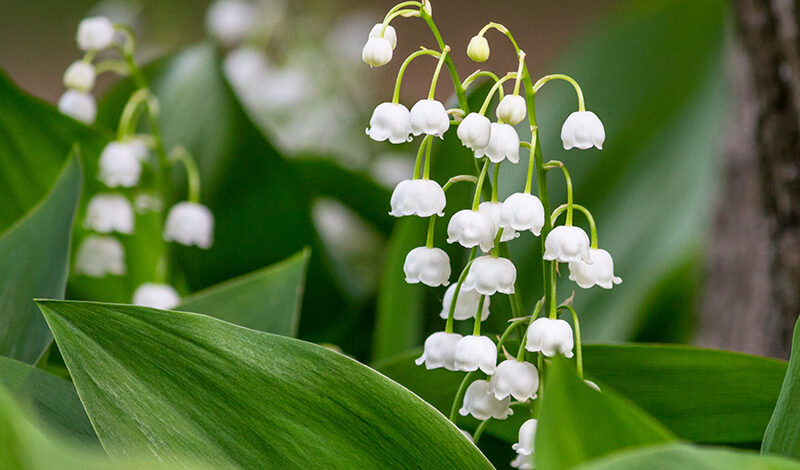 セ ミューティン｜これは反逆です｜二人の師匠エドモン・ルドニツカに
