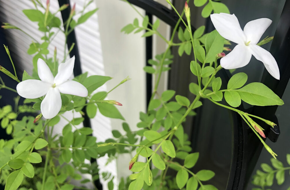 No.3 ロイヤル ジャスミン｜すなおで自然な感じのまま広がる、ピュアな