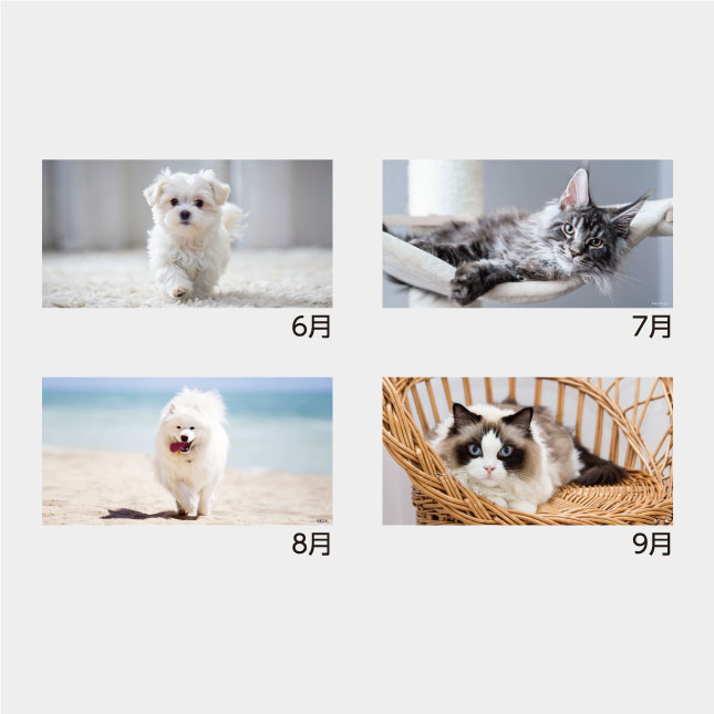 TC-3 メール便 ペットカレンダー | 名入れカレンダー2027年 印刷 激安