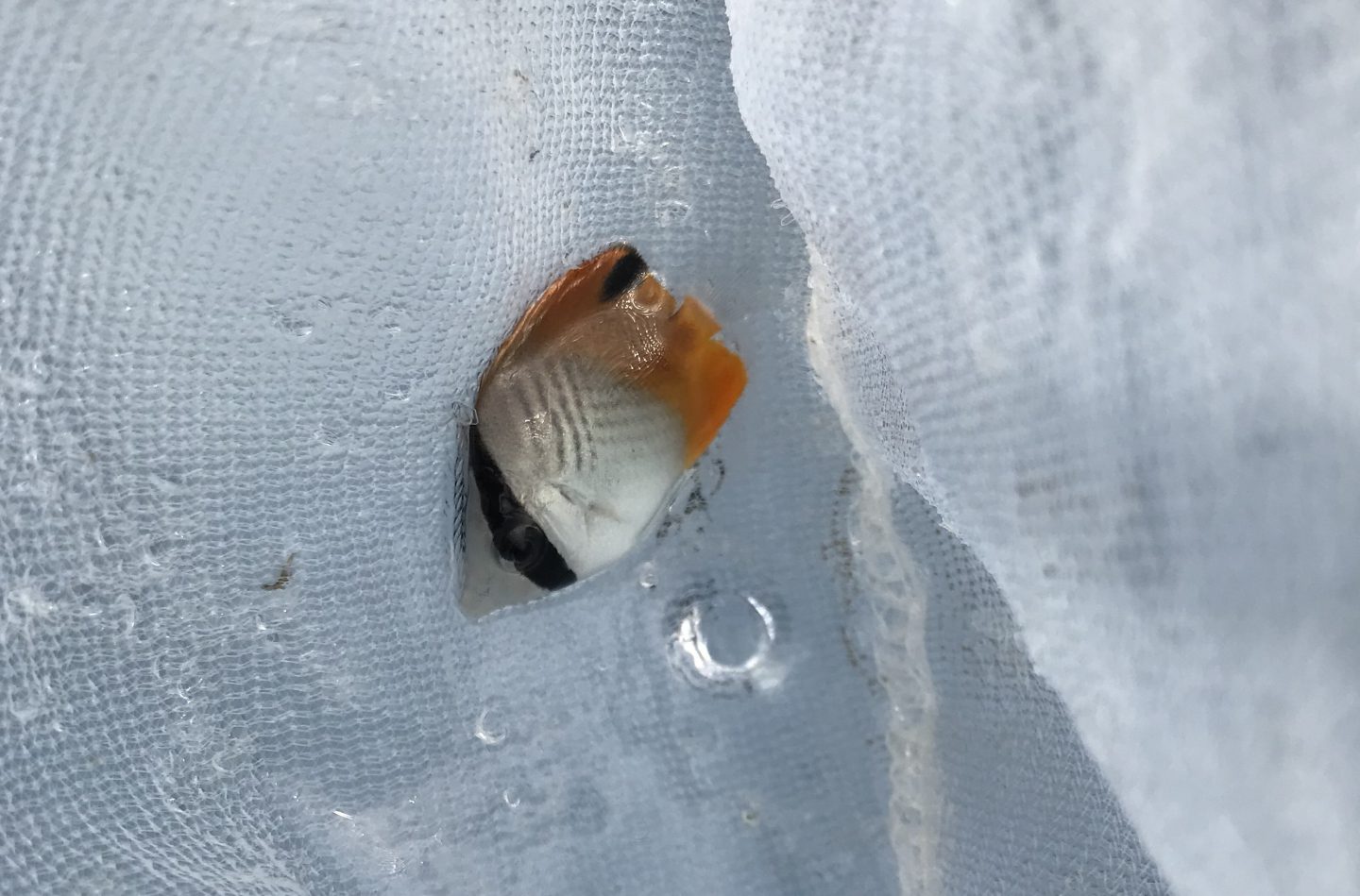 潮溜まり】死滅回遊魚採集のコツ【初心者向け】 | 生き物サーチング