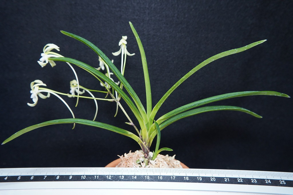 富貴蘭 必見！！至楽宝（至楽覆輪） 富貴蘭 必見！！至楽宝（至楽覆輪