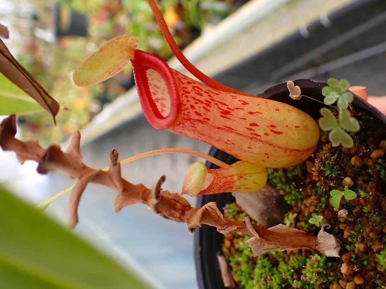 R540 5-3 #BBB N. ventricosa Mt. Mayon - Y's Exotics （山田食虫植物