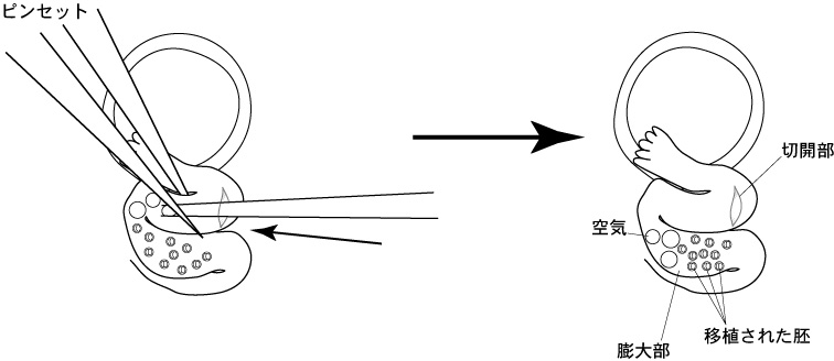 マウス生殖工学マニュアル