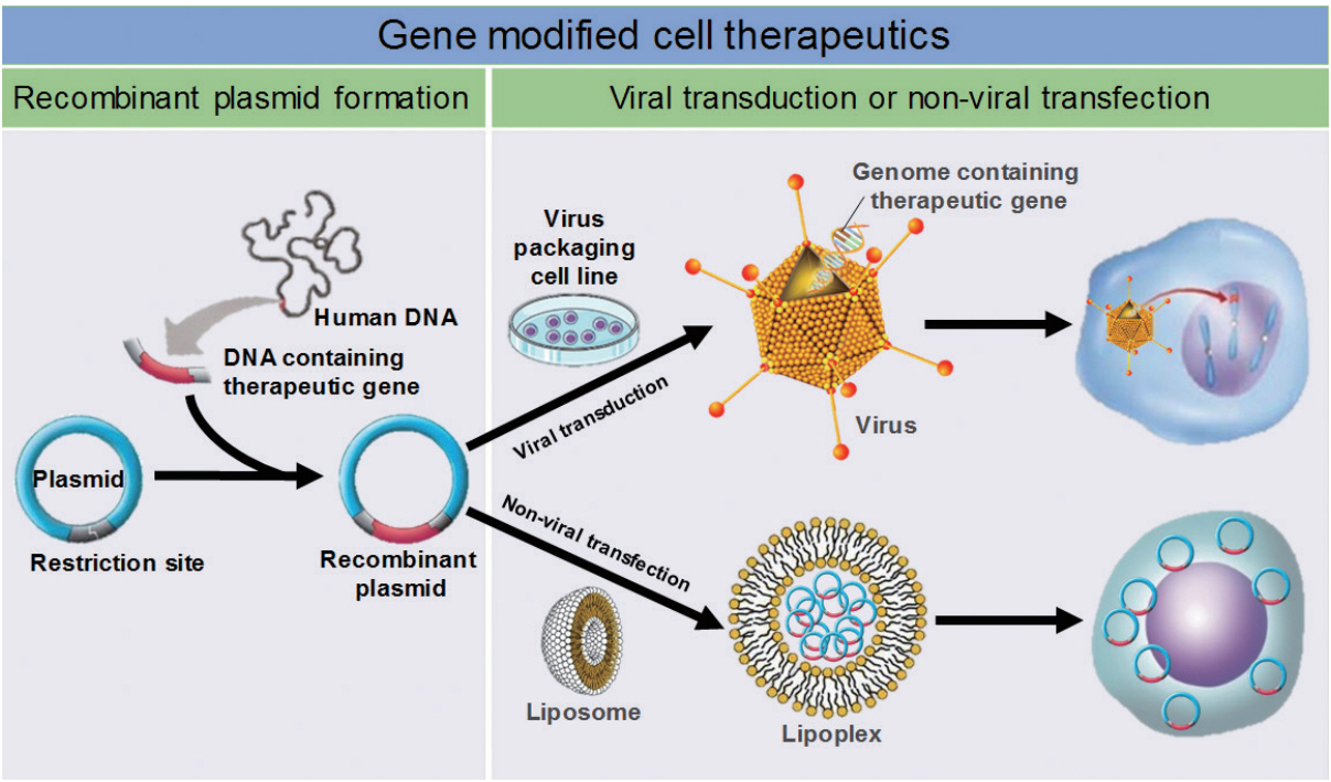 健康・医学 Non-viral Gene Therapy Non-viral vectors for gene-based