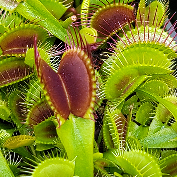 Venus Flytrap - G14