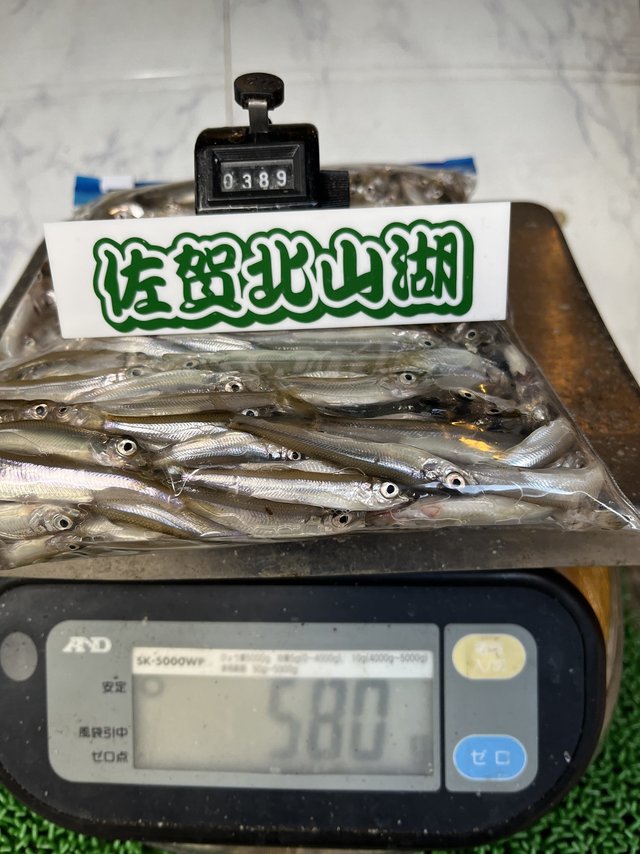 バリバス ワカサギ竿 ワカサギ穂先 Racing MAX 321WRX: 竿｜釣具の通販