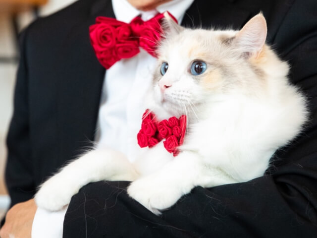 飼い主さんとお揃いコーデも楽しめる♪ネクタイ専門ブランド「giraffe