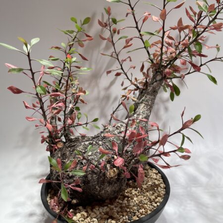 パキポディウム・グラキリス 現地球 – Caudex