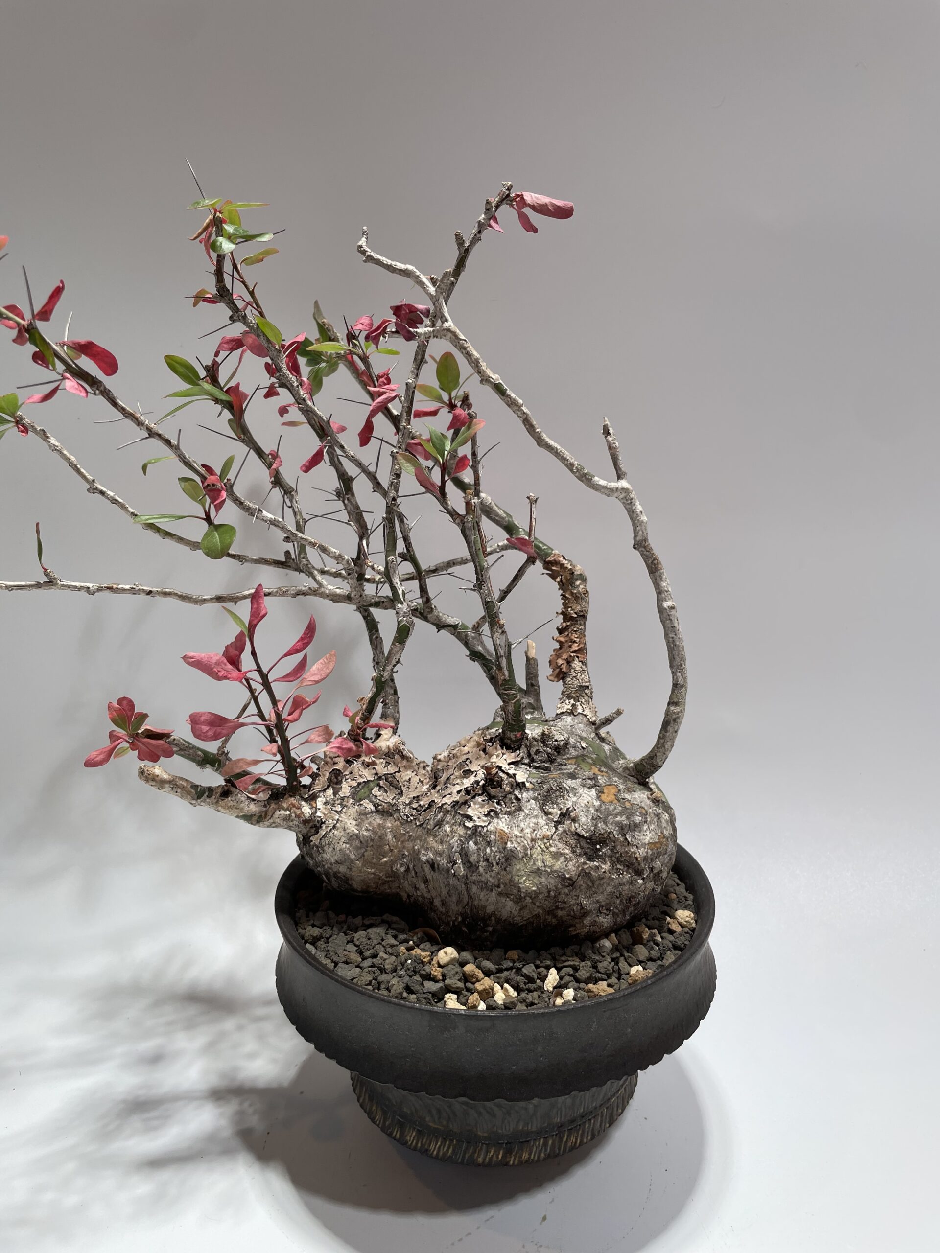 Fouquieria fasciculata フォークイエリア・ファシクラータ 現地球