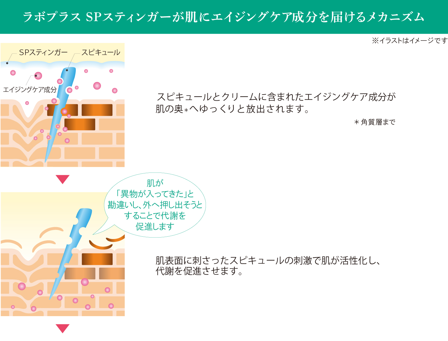 ラボプラス SPスティンガー | 北海道札幌市の化粧品・エステ・美容総合