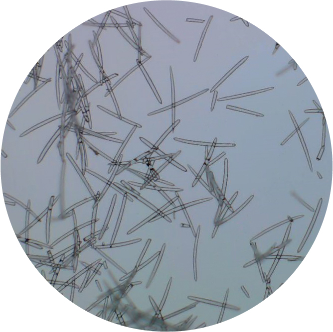 ラボプラス SPスティンガー | 北海道札幌市の化粧品・エステ・美容総合