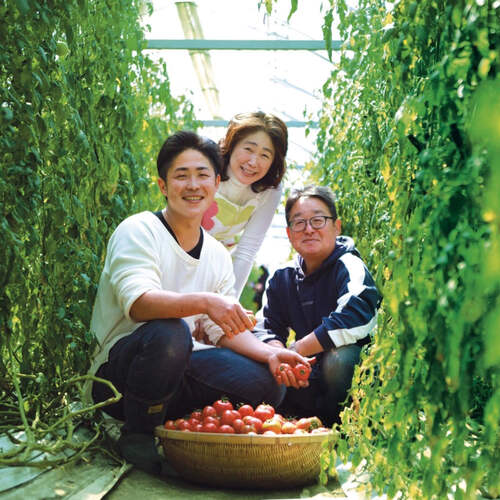 リサ・ミニトマト ご家庭用カラーミニトマト アソート 〔約1kg