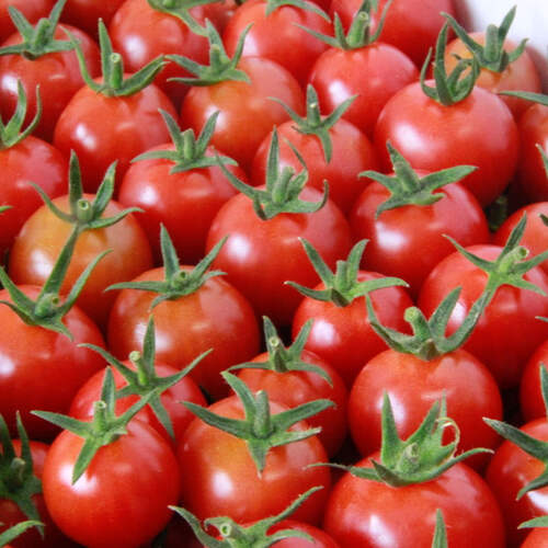 リサ・ミニトマト ご家庭用カラーミニトマト アソート 〔約1kg