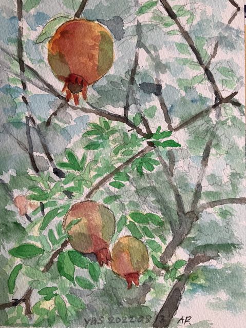 柘榴（ザクロ） - わたしの水彩スケッチと読書の旅