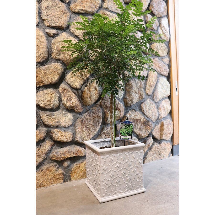 グリーンプラザ山長は、ローラアシュレイ Laura Ashley 植木鉢コンテナ