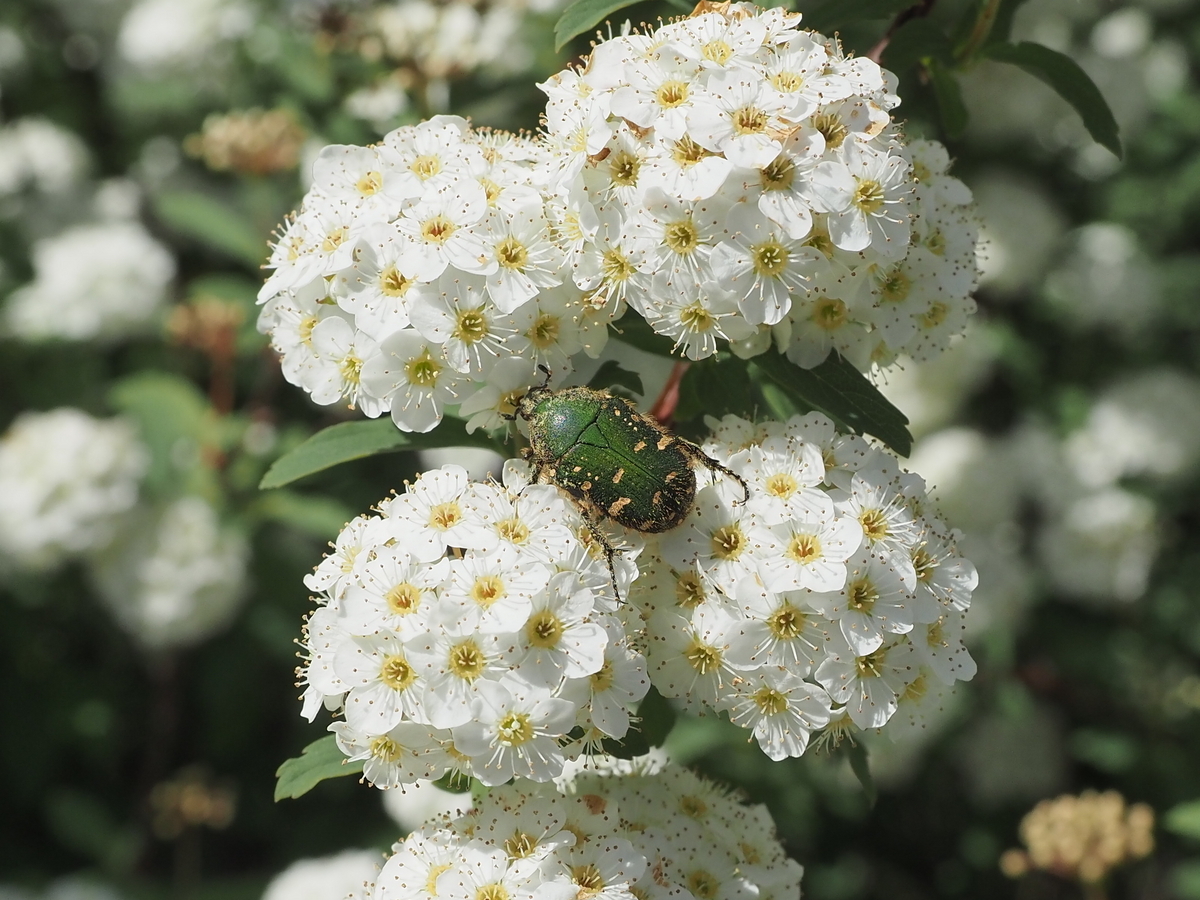 白いお花は虫たちのオアシス。 - あいかわ公園自然観察ガイド