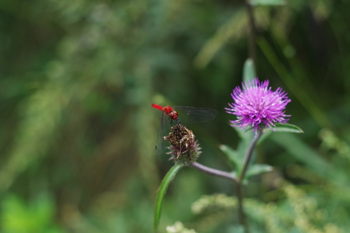 CARENAR 55mm F1.8 - 古レンズの風に吹かれて