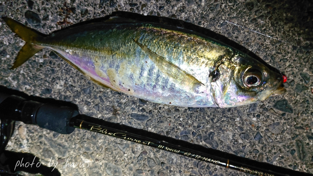 ブルーカレント62 TZ NANO インプレ - 志摩尾鷲熊野でアジ アオリ