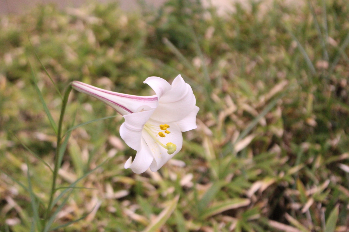 タカサゴユリ - 愛すべき雑草たち