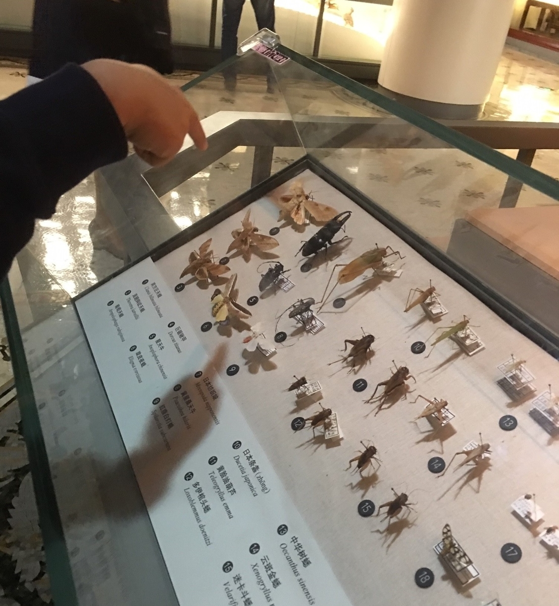 虫とる子の最高レベル特訓算数 (駿台浜学園 小5) - 虫とる子の中学受験