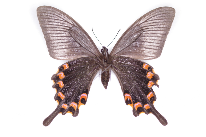 オキナワカラスアゲハの標本 （メス）; 奄美大島産; 春型（3月採集） b