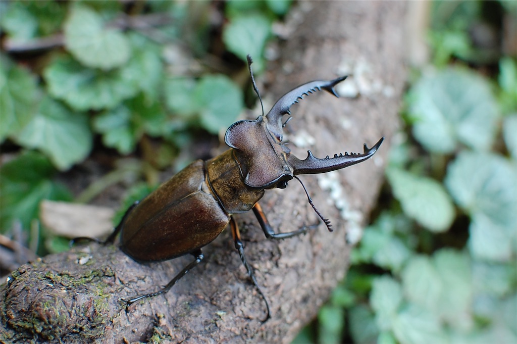 タカサゴミヤマクワガタ（中華民国宜蘭県大同郷思源唖口産）WF1 飼育
